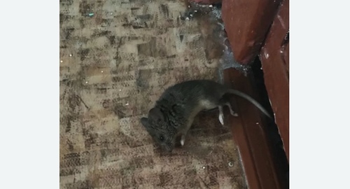 Дезинфекция от мышей в Щёлково