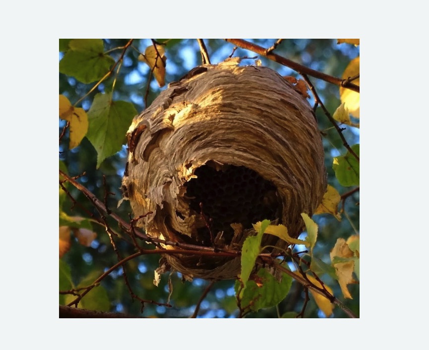 Обработка от шершней в Щёлково