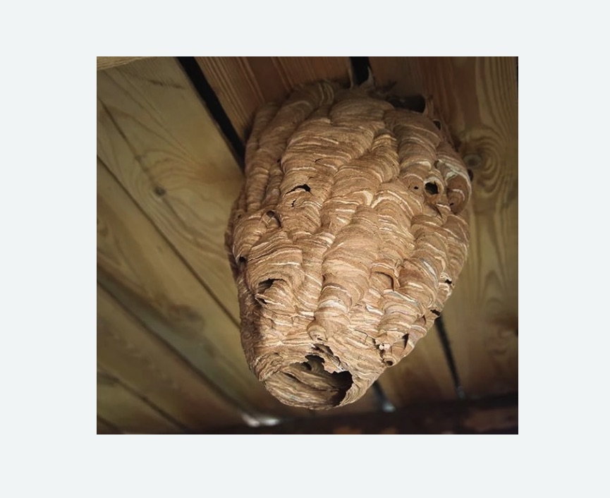 обработка от шершней в Щёлково