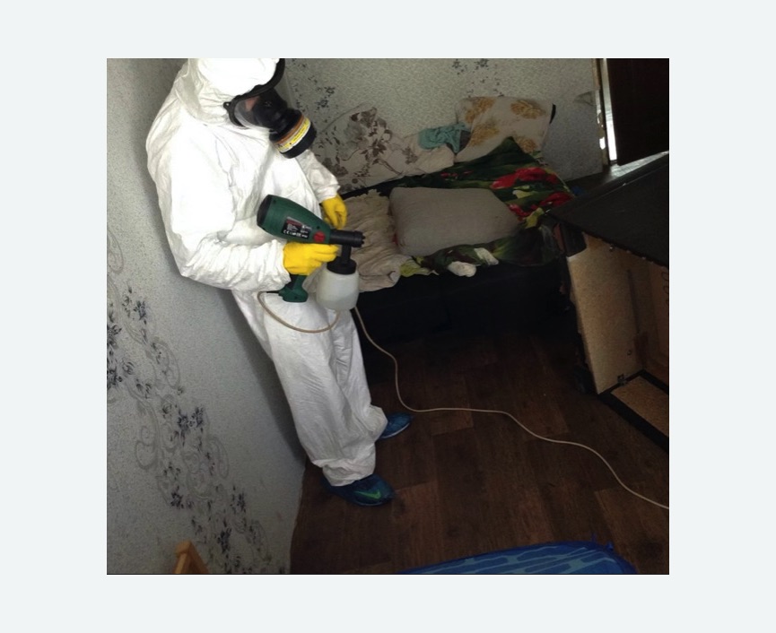 Обработка от насекомых в Щёлково Обработка квартиры от насекомых