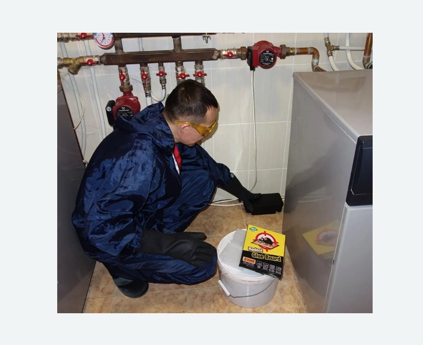 Уничтожение крыс Уничтожение крыс в Щёлково