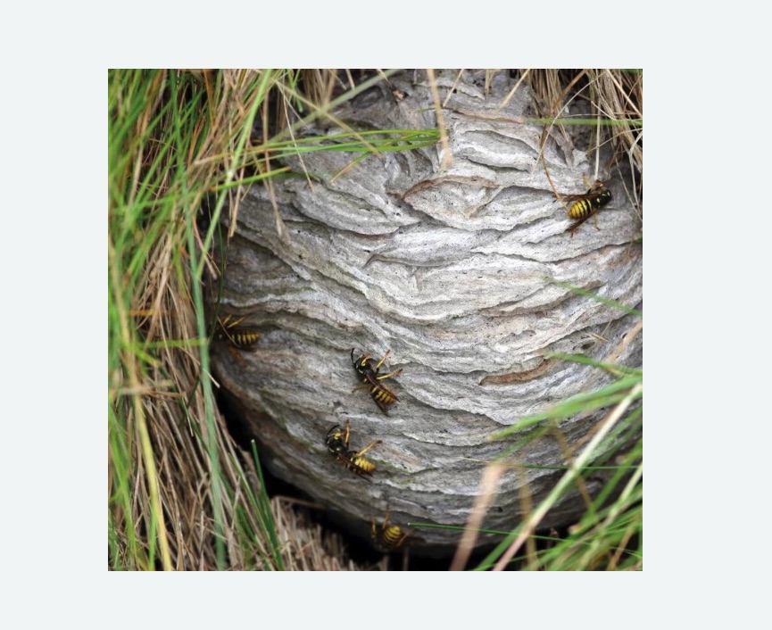 Уничтожение ос и ульев в Щёлково